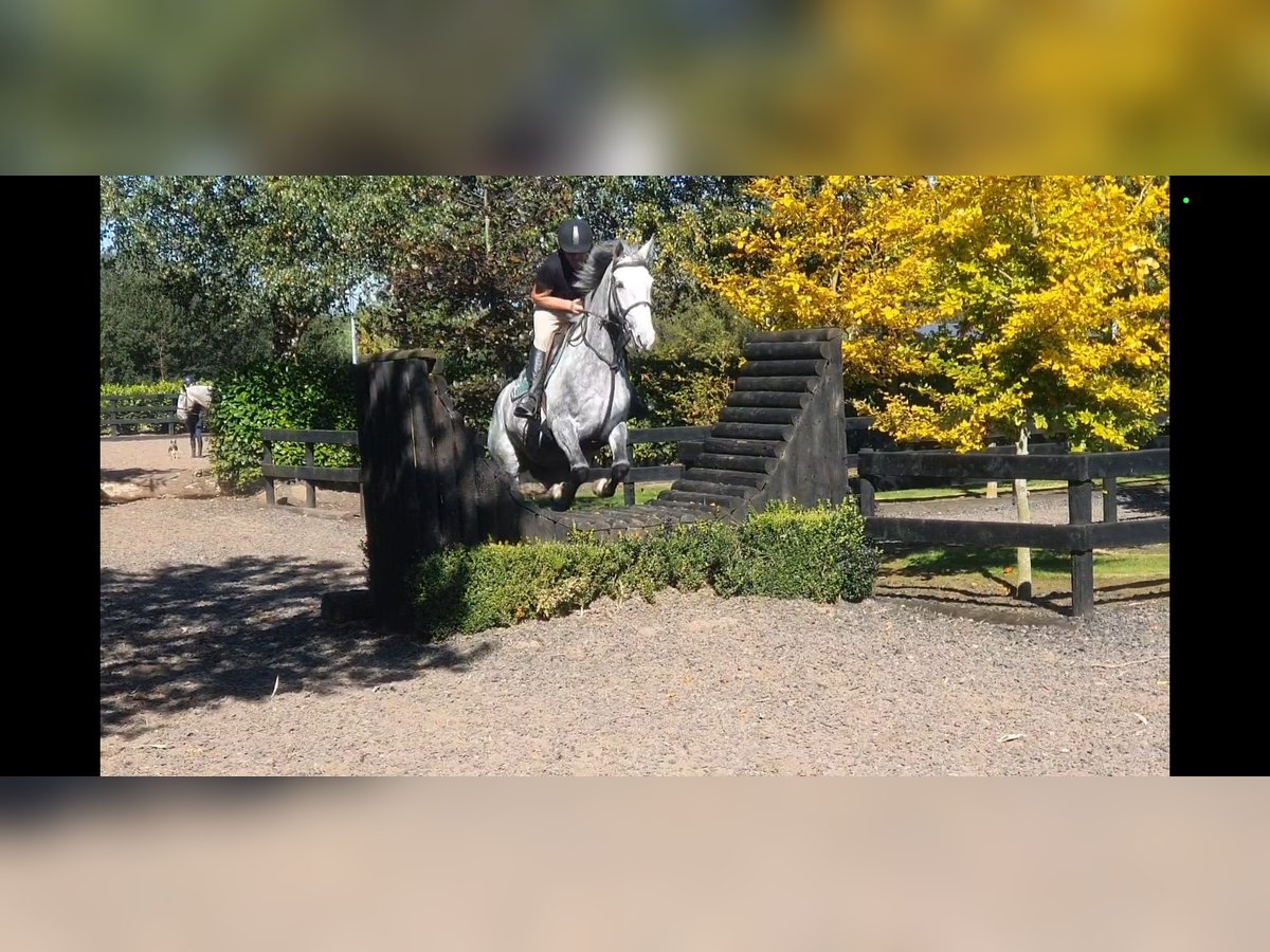 Irish sport horse Merrie 7 Jaar 163 cm Schimmel in Drumshanbo