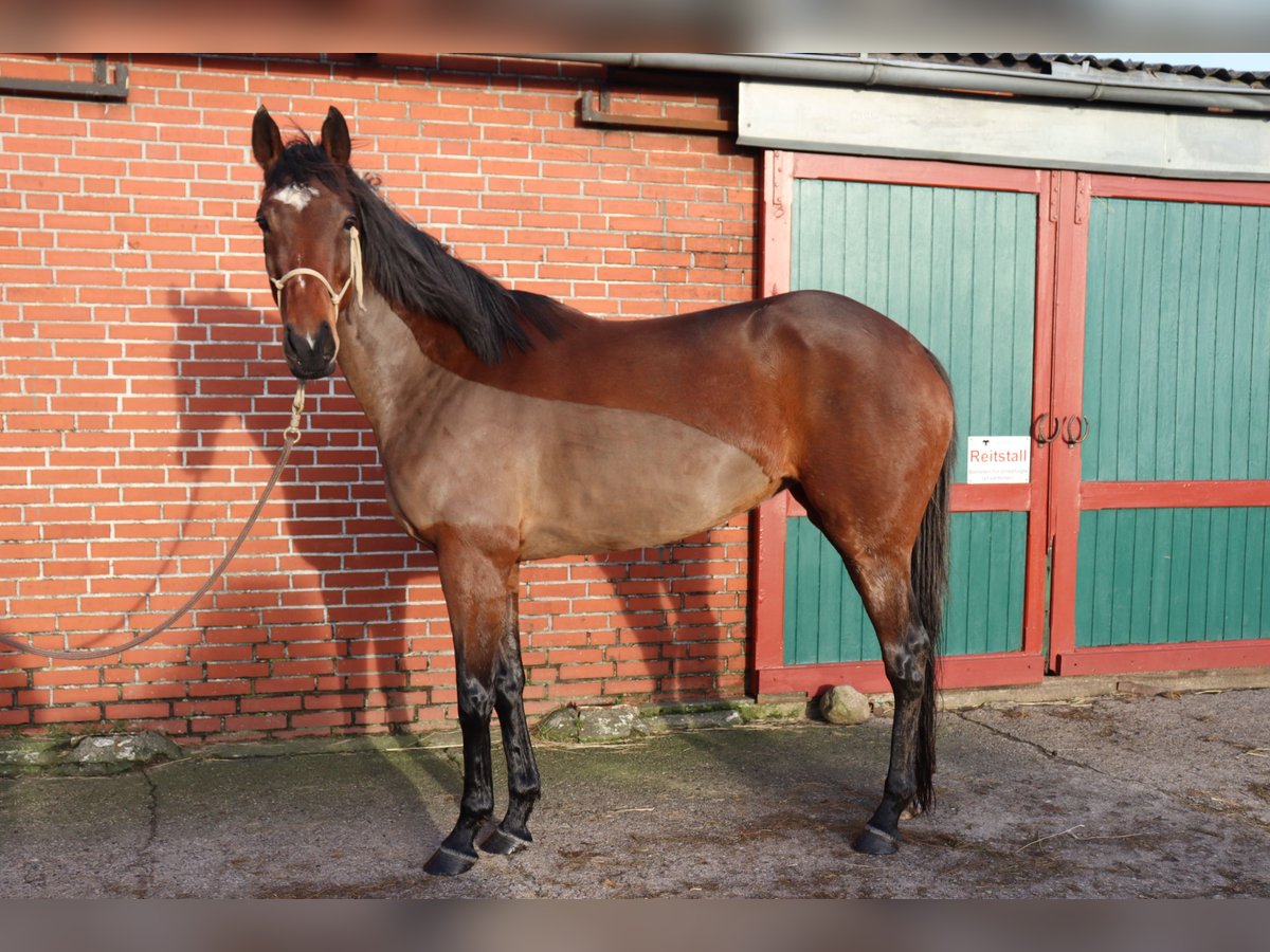 Irish sport horse Merrie 7 Jaar 168 cm Brauner in Westerland
