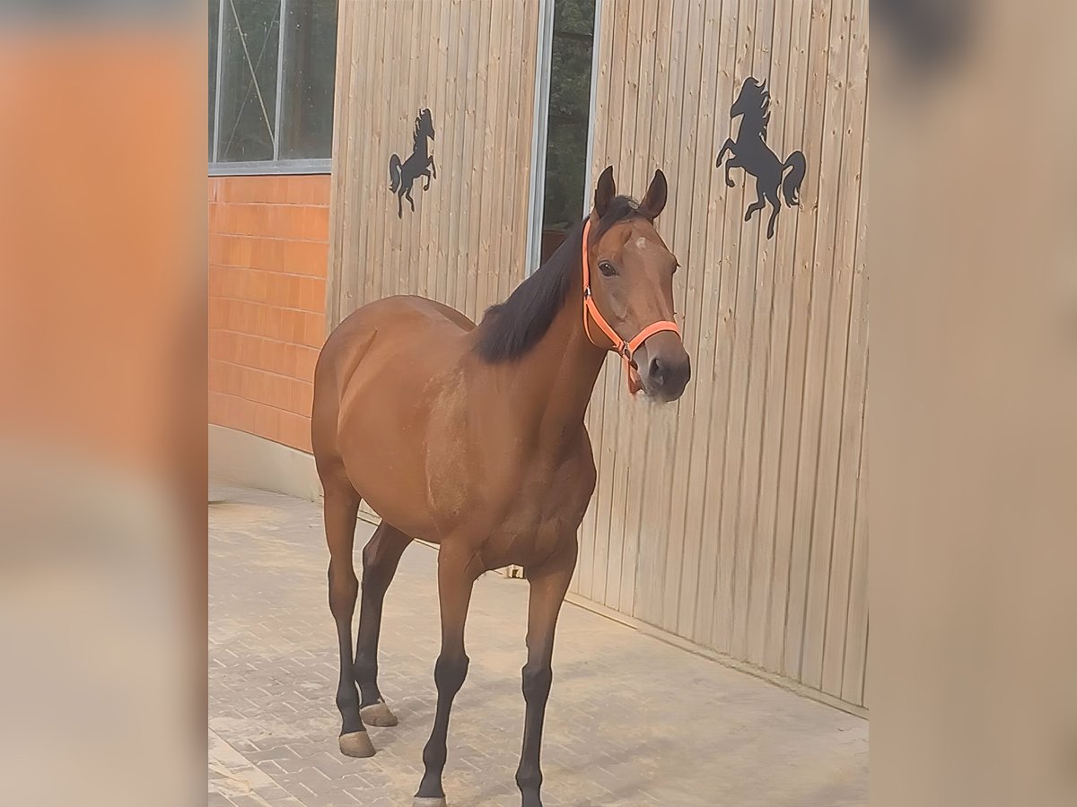 Irish sport horse Merrie 8 Jaar 165 cm Bruin in Lage