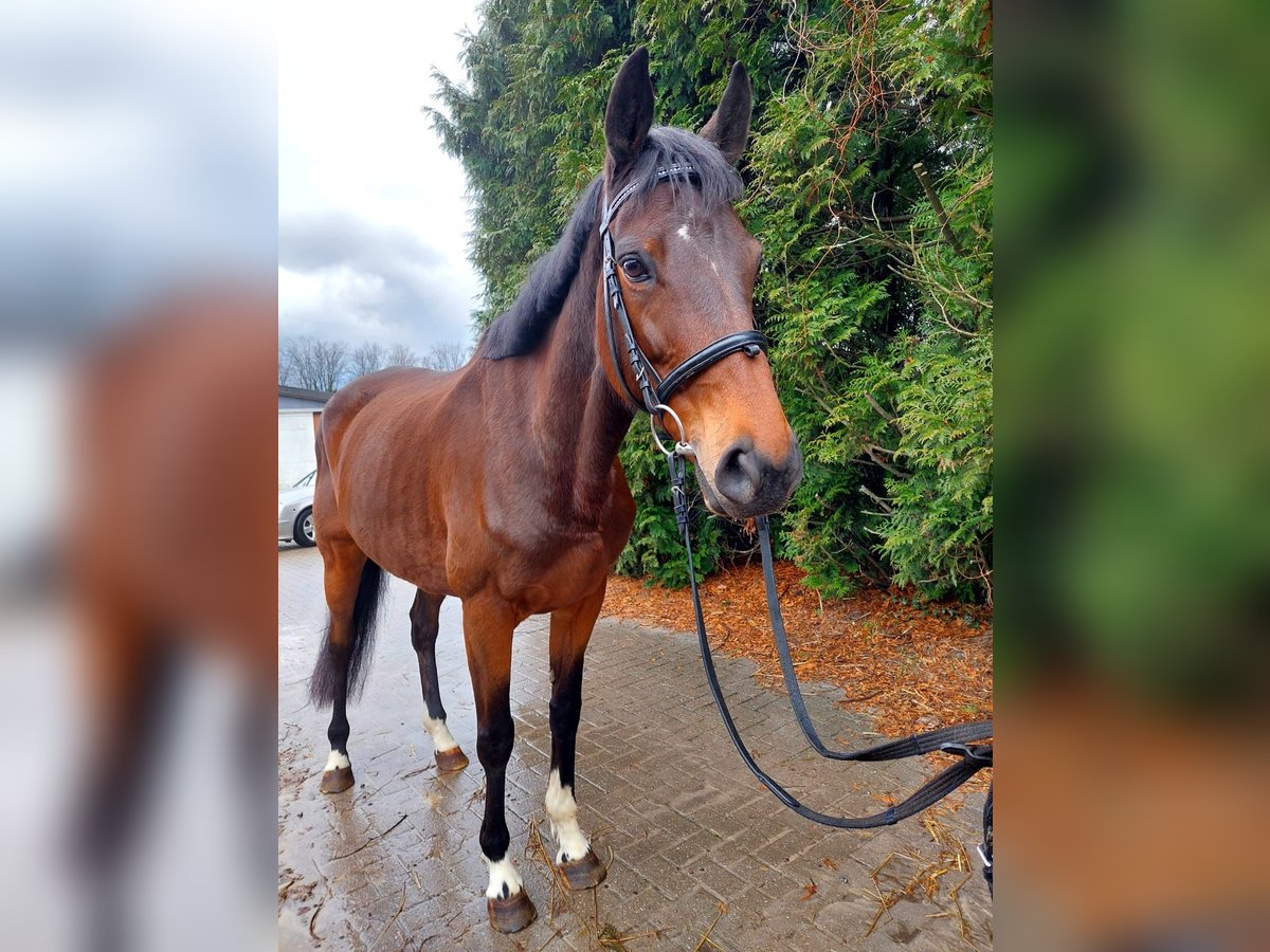 Irish sport horse Merrie 9 Jaar 160 cm Brauner in Gelsenkirchen