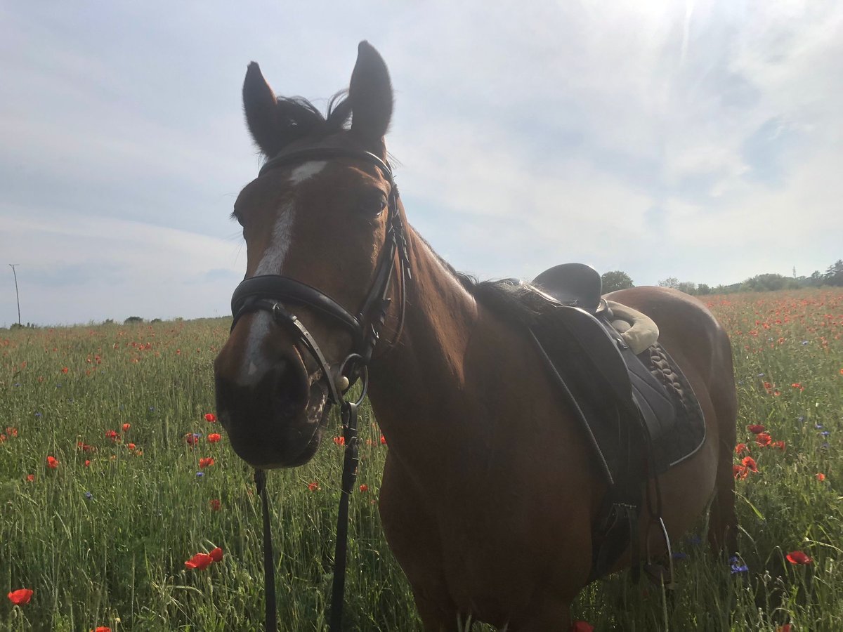 Irish sport horse Merrie 9 Jaar 160 cm Bruin in Berlin