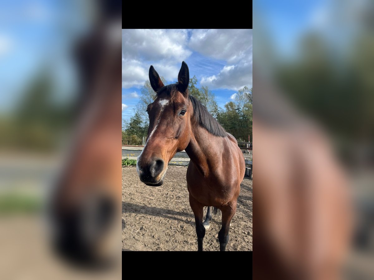 Irish sport horse Merrie 9 Jaar 160 cm Bruin in Halfweg