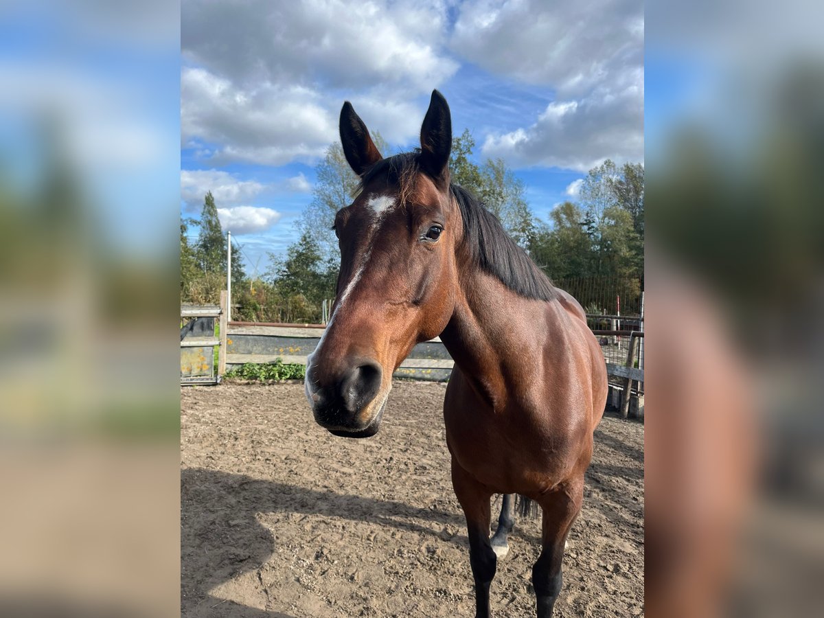 Irish sport horse Merrie 9 Jaar 160 cm Bruin in Halfweg