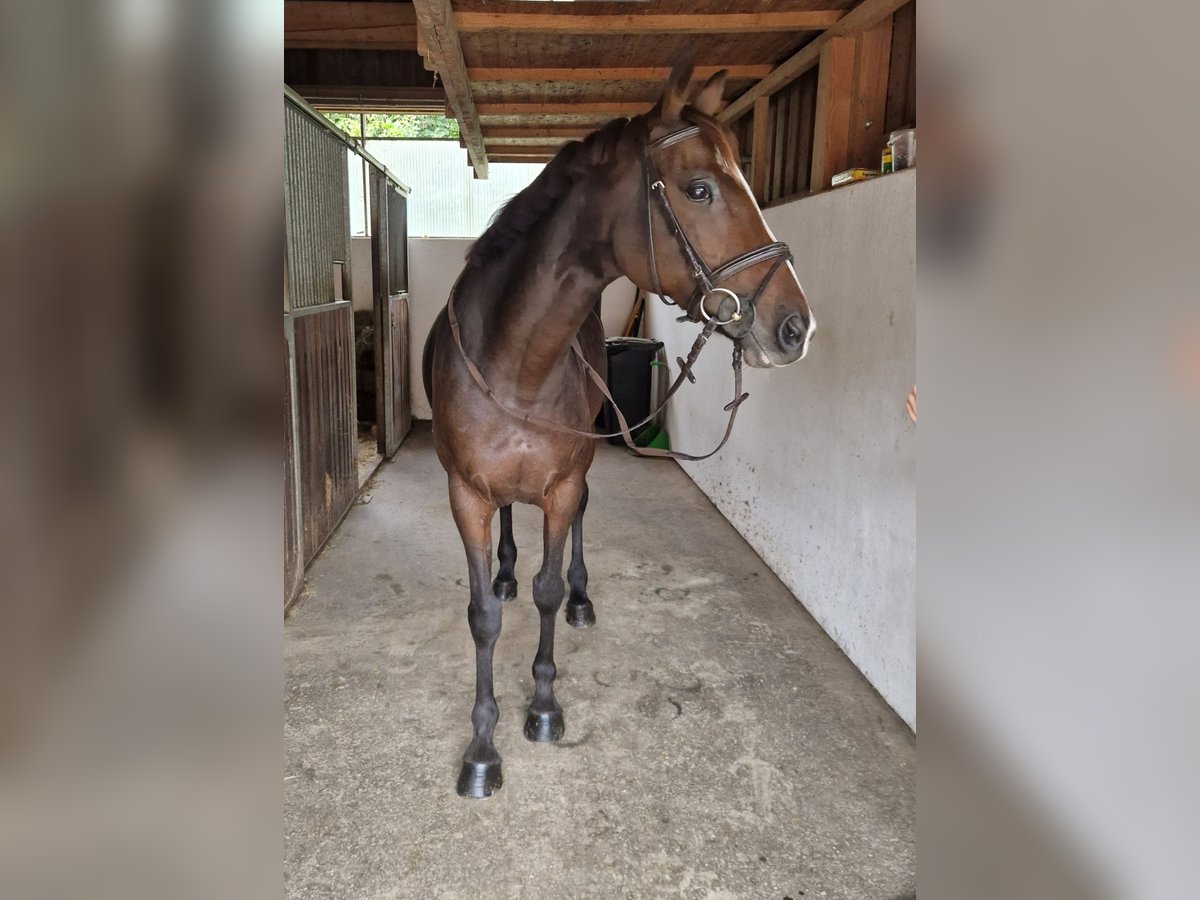 Irish sport horse Merrie 9 Jaar 160 cm Donkerbruin in Gummern