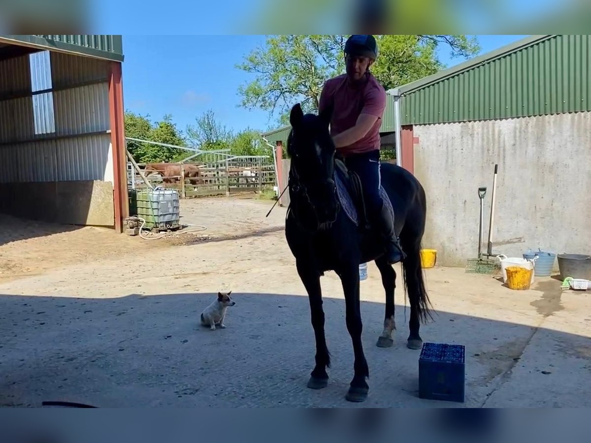 Irish sport horse Mix Merrie 9 Jaar 163 cm Donkerbruin in Belfast