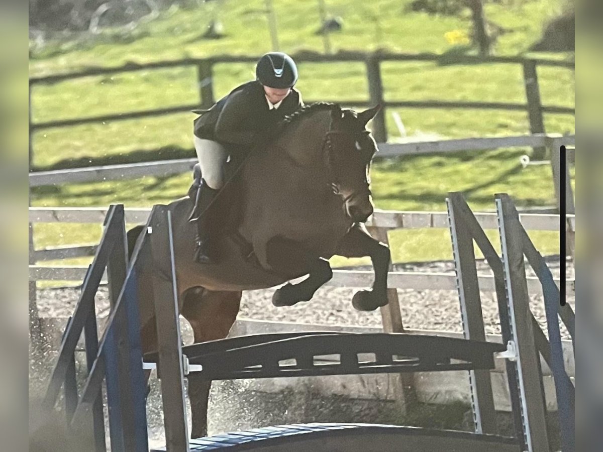 Irish sport horse Merrie 9 Jaar 163 cm Roodbruin in Laois