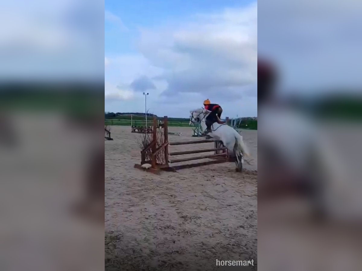 Irish sport horse Ruin 10 Jaar 147 cm Schimmel in Listowel