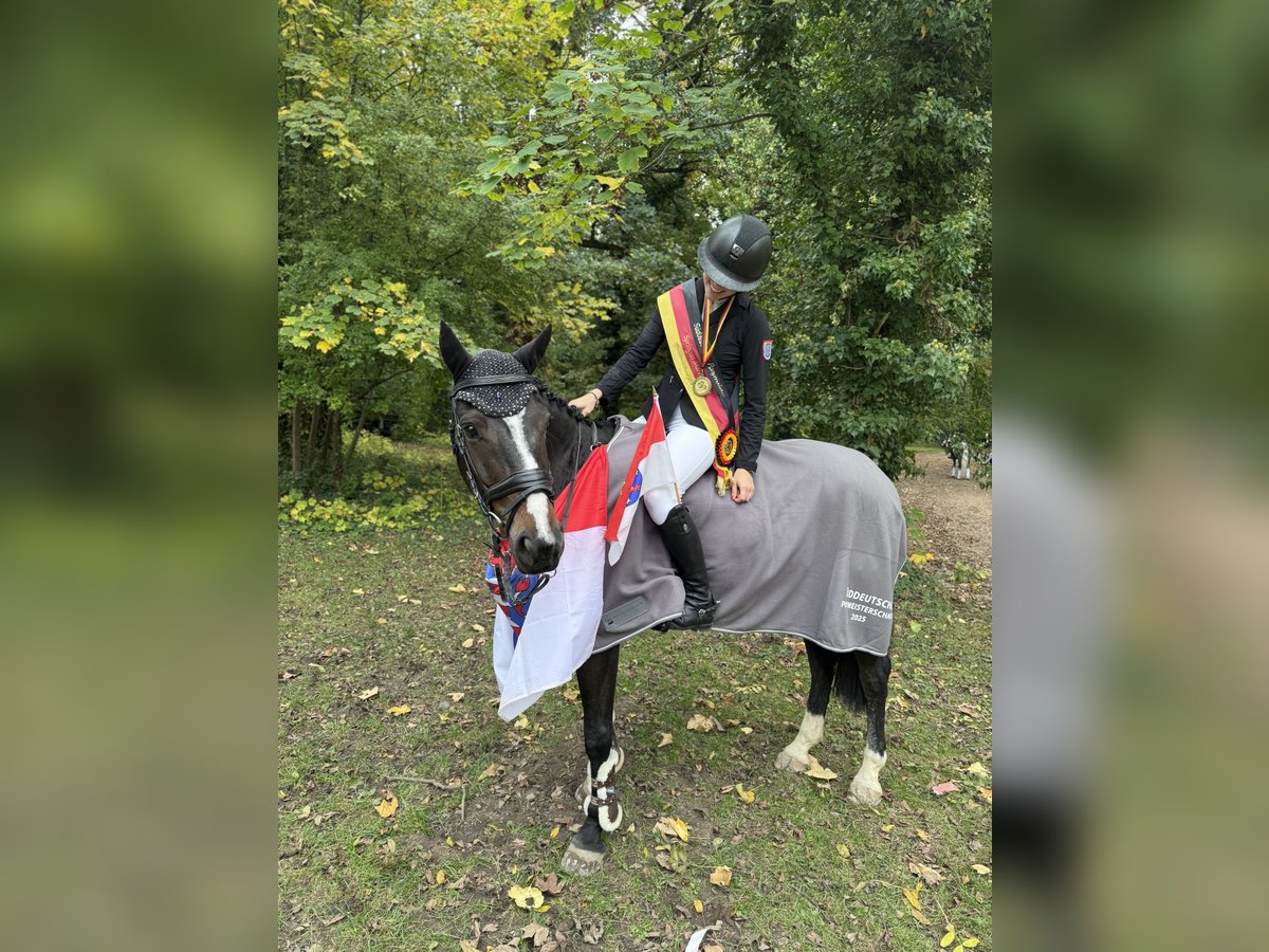 Irish sport horse Ruin 10 Jaar 148 cm Bruin in Bad Homburg vor der H&#xF6;he