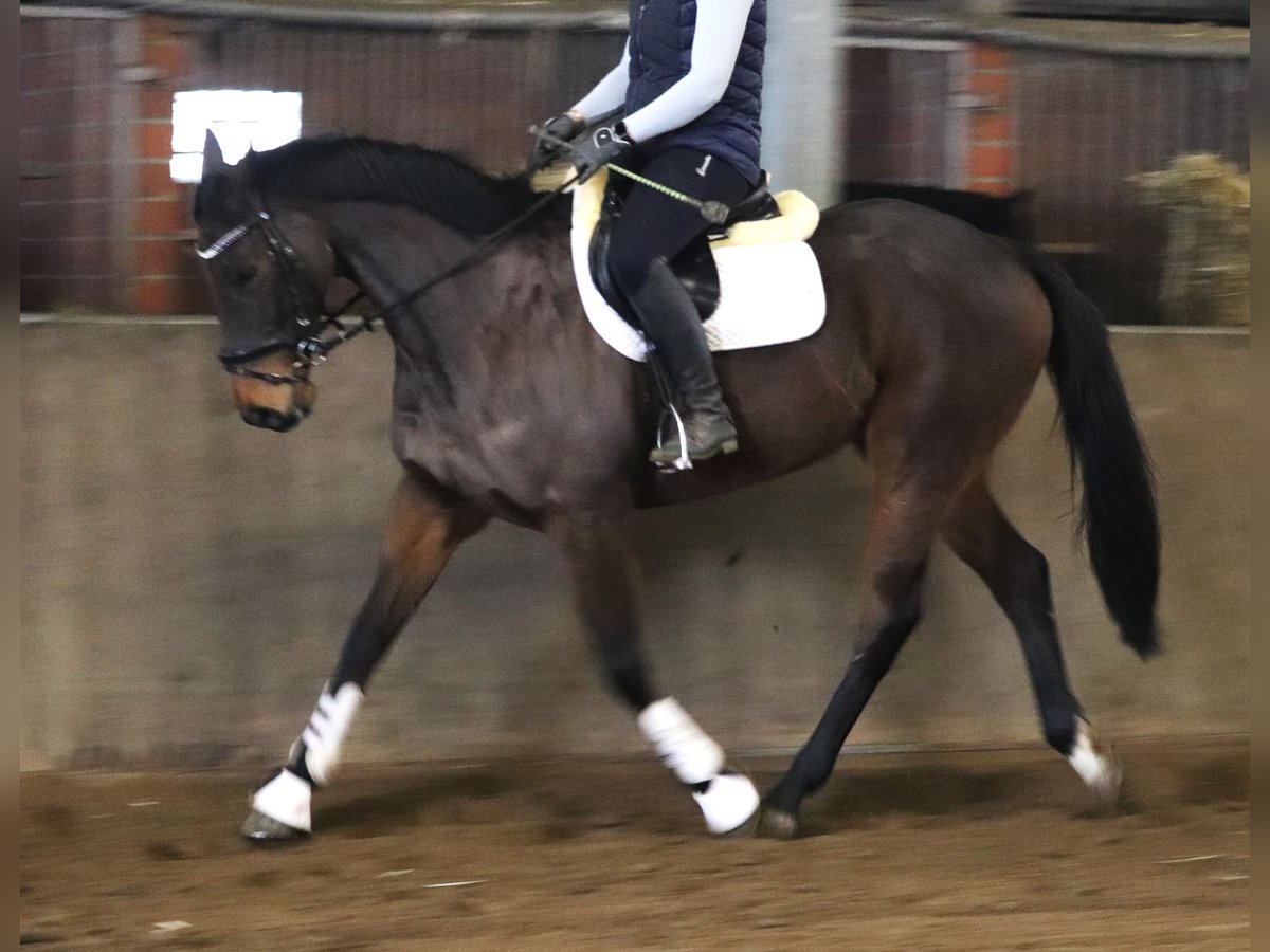 Irish sport horse Mix Ruin 10 Jaar 168 cm Donkerbruin in uelsen