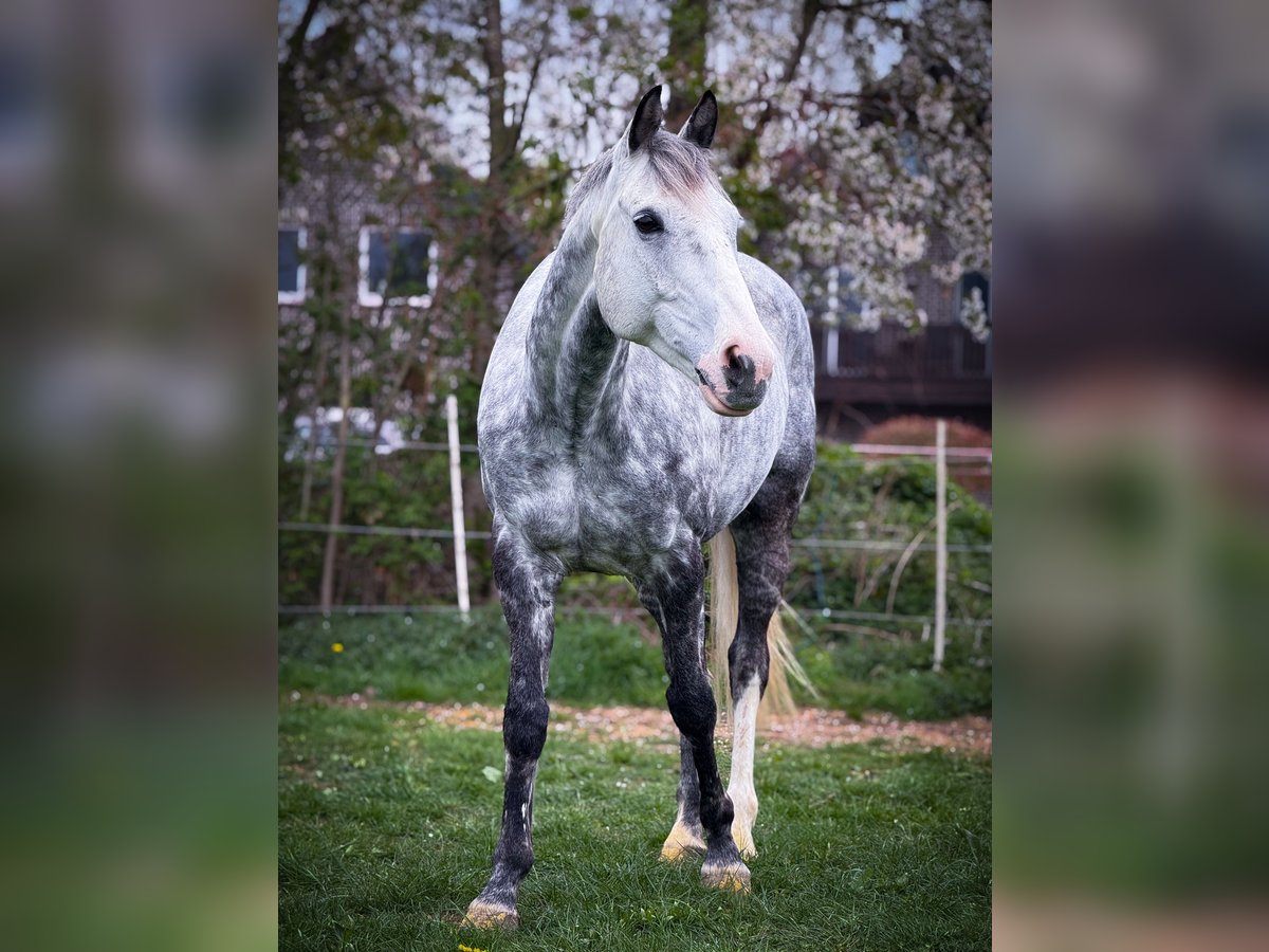 Irish sport horse Ruin 13 Jaar 160 cm Appelschimmel in Bedburg-Hau