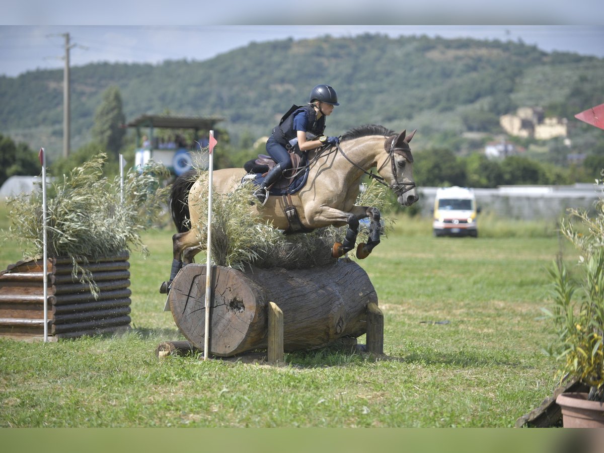 Irish sport horse Ruin 15 Jaar 147 cm Falbe in Farra di Soligo (TV) Irish sport horse Ruin 15 Jaar 147 cm Falbe in Farra di Soligo (TV)