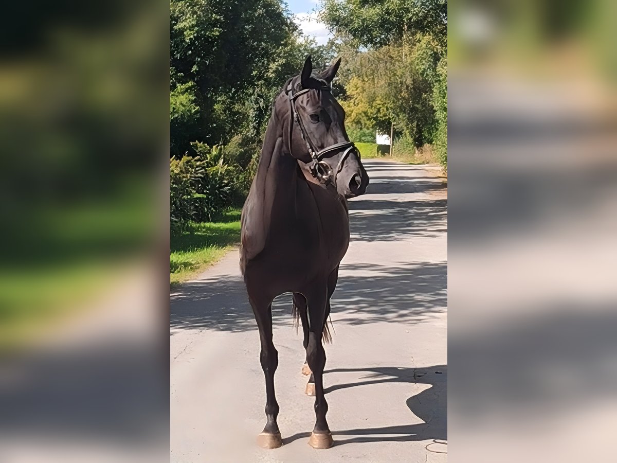 Irish sport horse Ruin 3 Jaar 162 cm Zwart in Lage