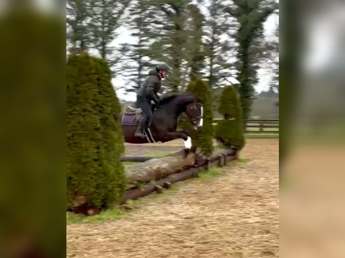 Irish sport horse Ruin 4 Jaar 172 cm Donkerbruin in Longford