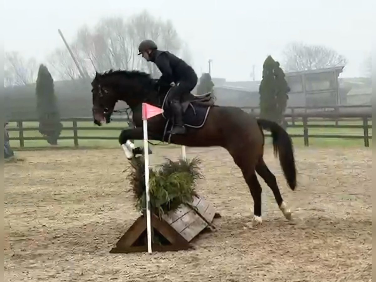 Irish sport horse Ruin 4 Jaar 173 cm Donkerbruin in Longford