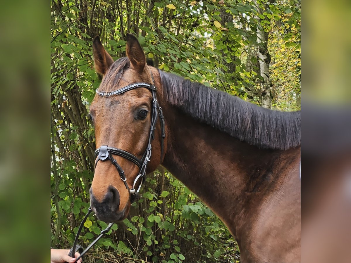 Irish sport horse Ruin 5 Jaar 160 cm Bruin in Nettetal