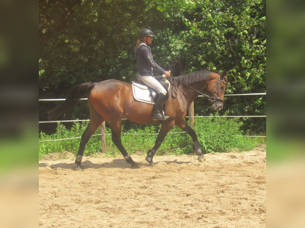 Irish sport horse Ruin 6 Jaar 158 cm Bruin in Velpke