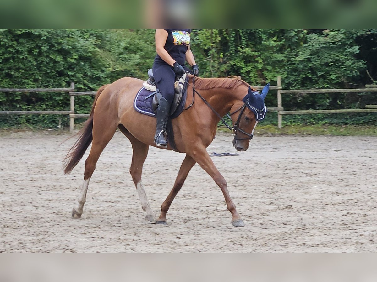 Irish sport horse Ruin 6 Jaar 162 cm Vos in Wachtendonk