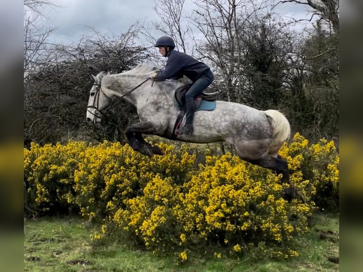 Irish sport horse Ruin 6 Jaar 176 cm Appelschimmel in Westmeath