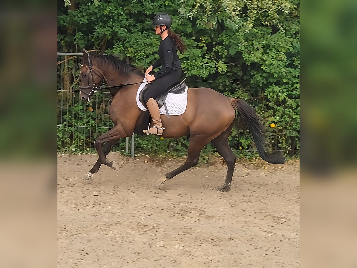 Irish sport horse Ruin 7 Jaar 168 cm Donkere-vos in Lage