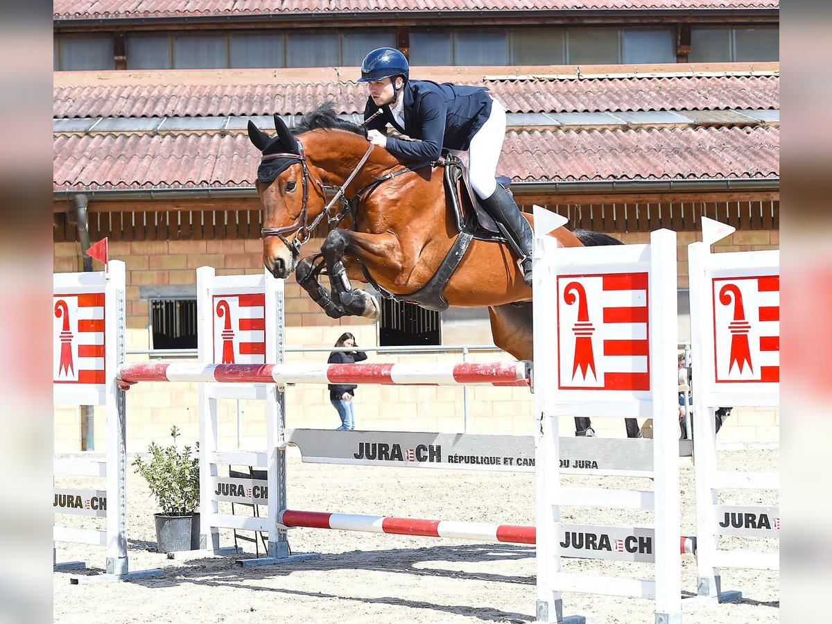 Irish sport horse Ruin 7 Jaar 175 cm Bruin in Bronschhofen