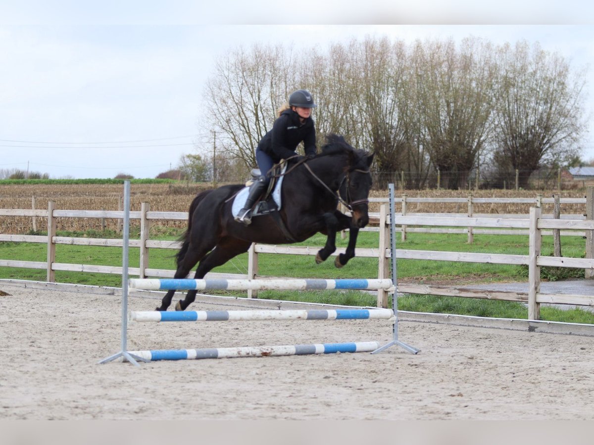 Irish sport horse Ruin 9 Jaar 160 cm Zwart in Bogaarden