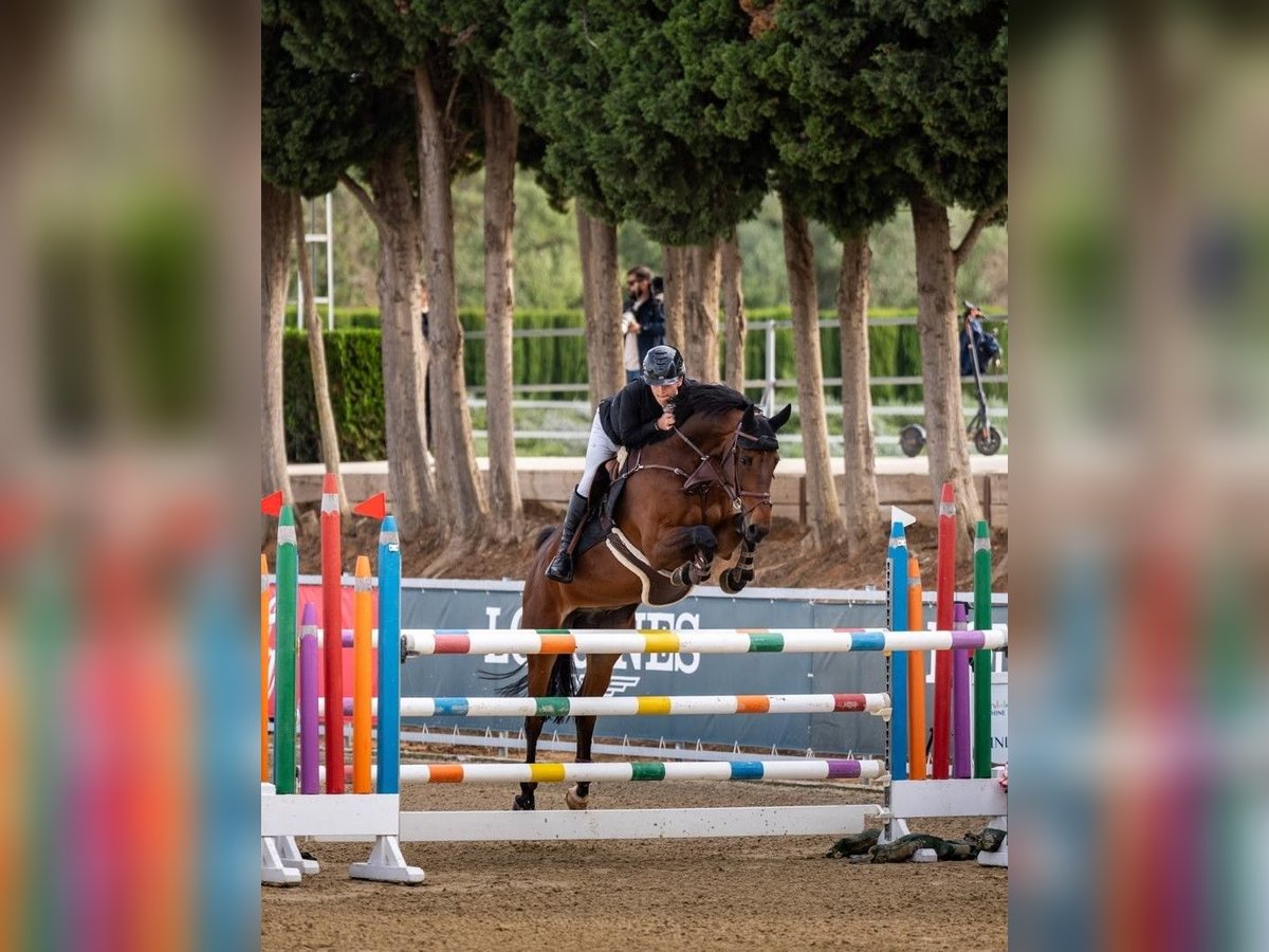 Irish sport horse Ruin 9 Jaar 169 cm Bruin in Auw