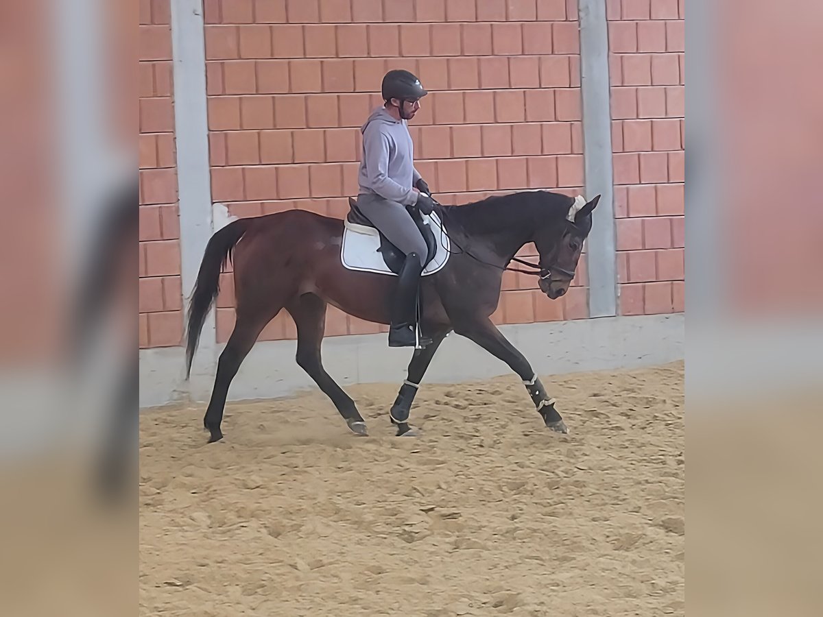Irish Sport Horse Stallion 11 years 15,3 hh Brown in Lage