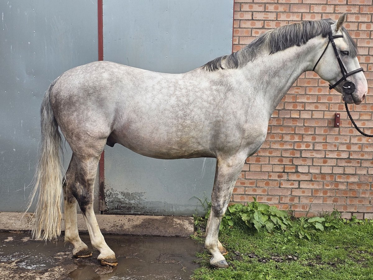 Irish Sport Horse Stallion 12 years 16 hh Grey in Dundee, Scotland