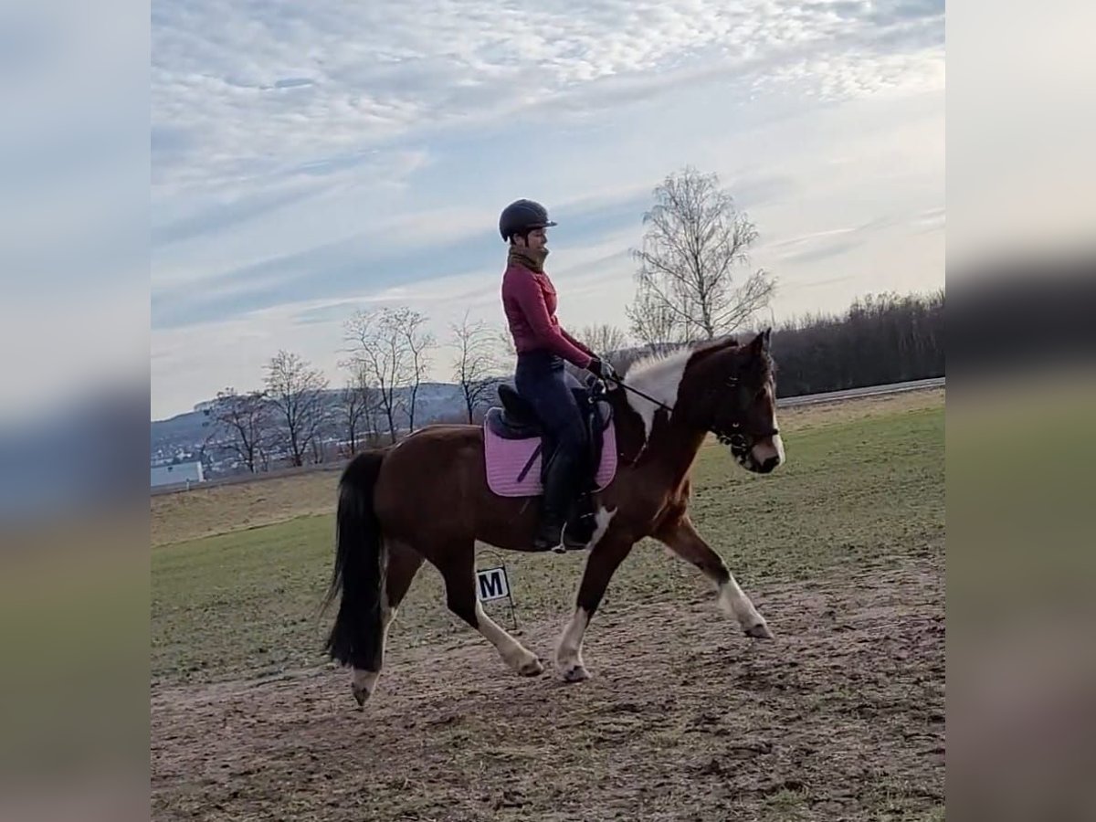 Irish Sport Horse Stallion 13 years 13,3 hh Pinto in Lemgo