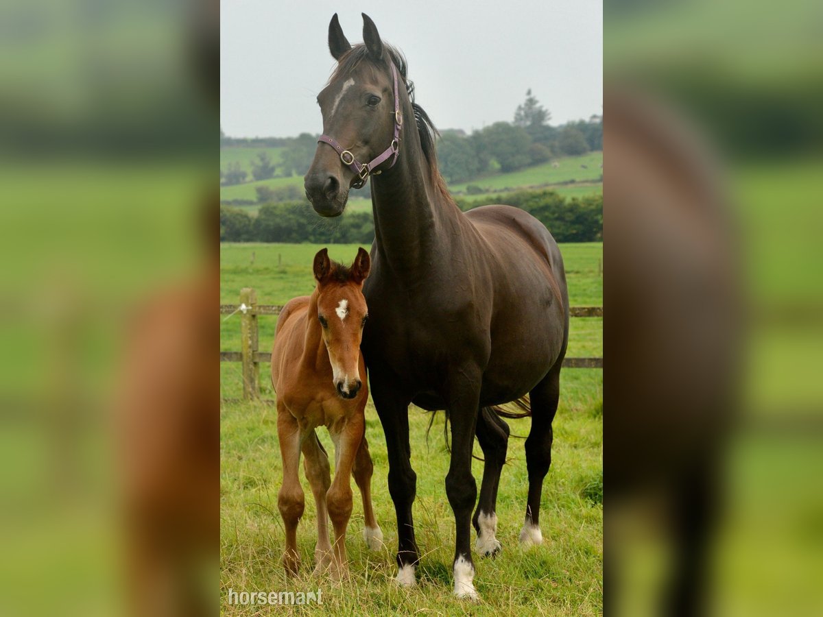 Irish Sport Horse Stallion 1 year 16.1 hh Bay in Clonakilty