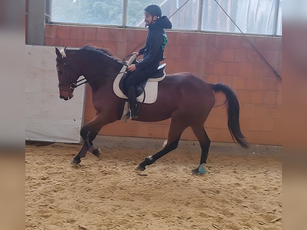 Irish Sport Horse Stallion 9 years 16,1 hh Brown in Lage