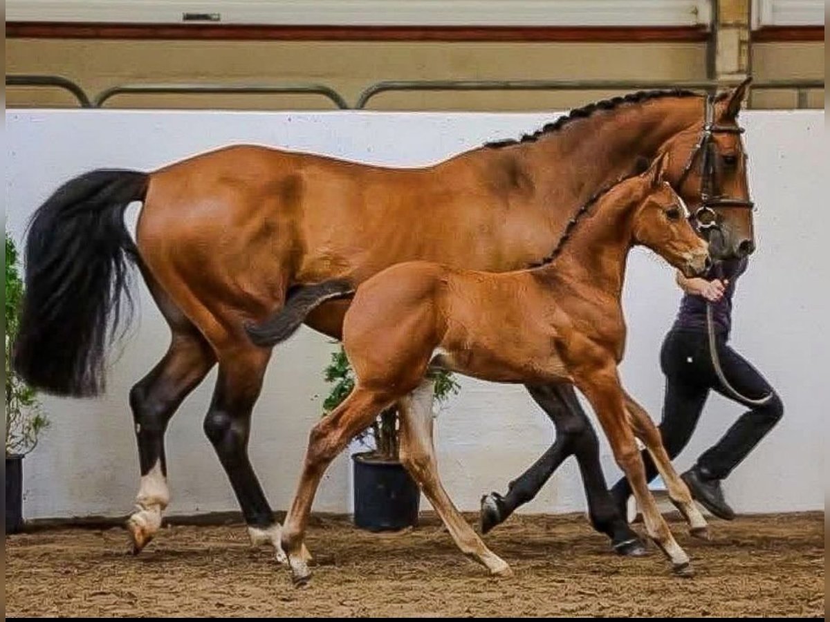 Irish Sport Horse Stallion Foal (06/2025) Brown in Carrickmacross