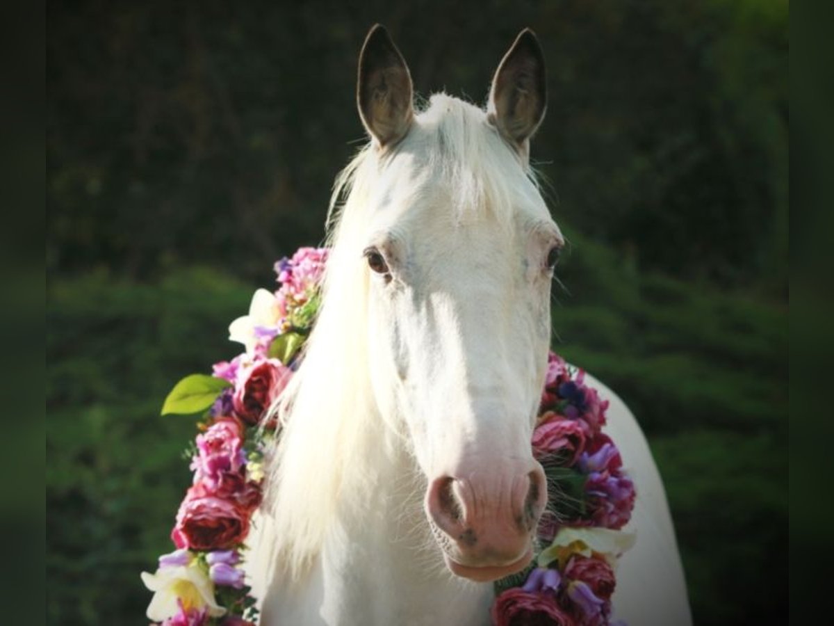 Irish Sport Horse Mix Stute 10 Jahre 152 cm Schimmel in Hahnbach