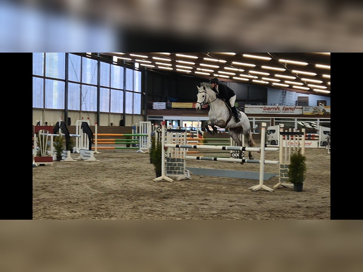 Irish Sport Horse Stute 10 Jahre 159 cm in Stolzenau Anemolter-Schinna, Anemolter