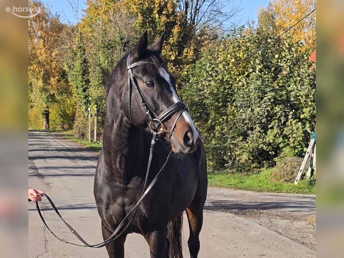 Irish Sport Horse, Stute in Lage