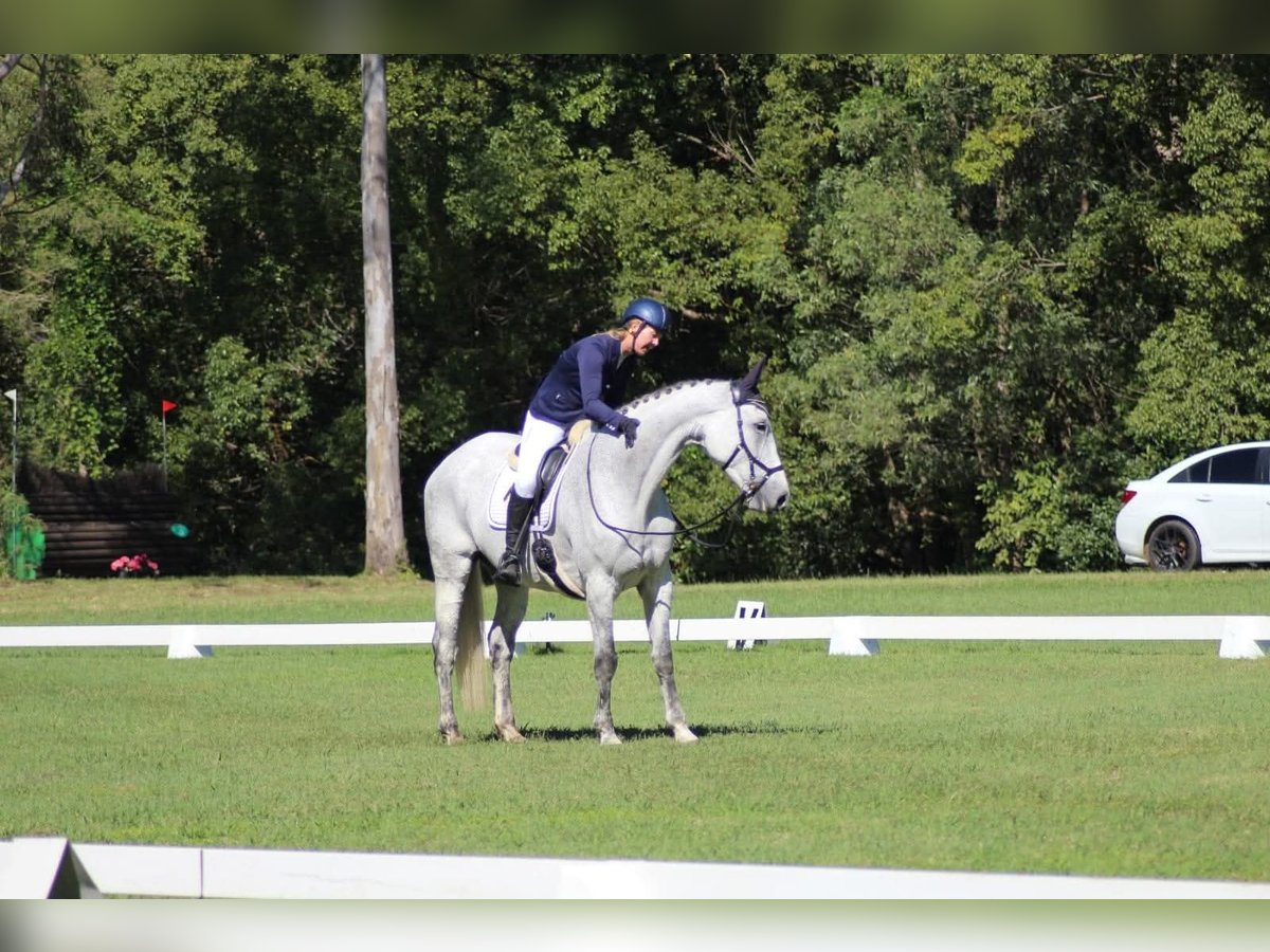 Irish Sport Horse Mix Stute 10 Jahre 163 cm Schimmel in Belfast