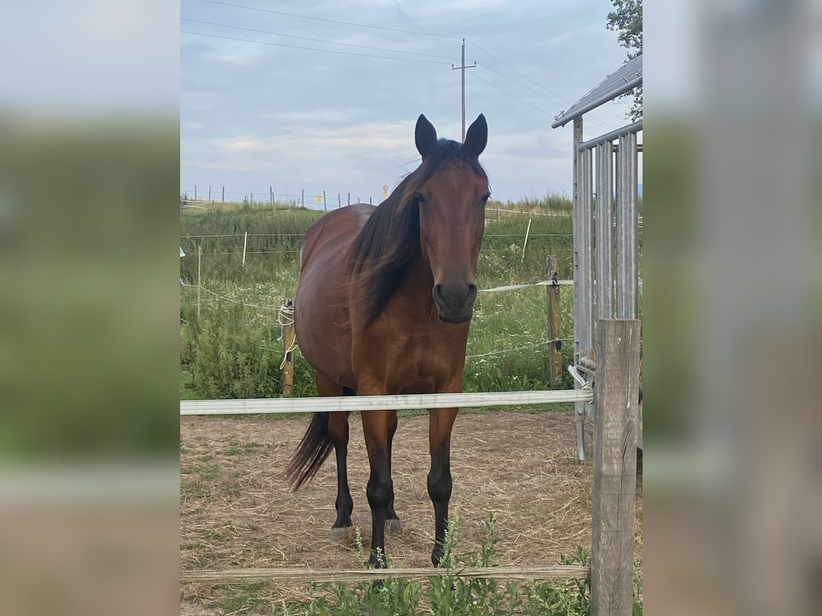 Irish Sport Horse Stute 11 Jahre 153 cm in Maria Saal