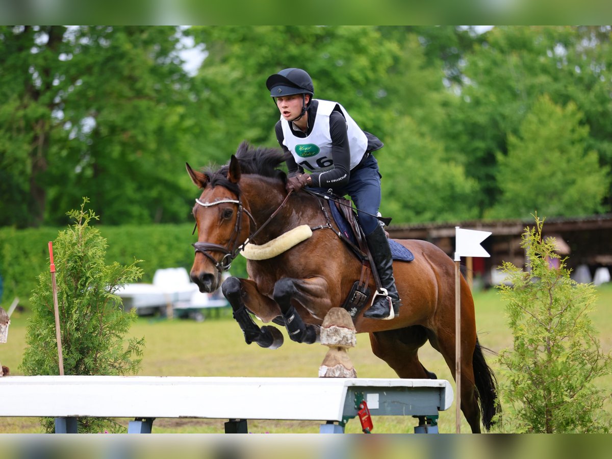 Irish Sport Horse Stute 11 Jahre 166 cm Brauner in Henstedt-Ulzburg