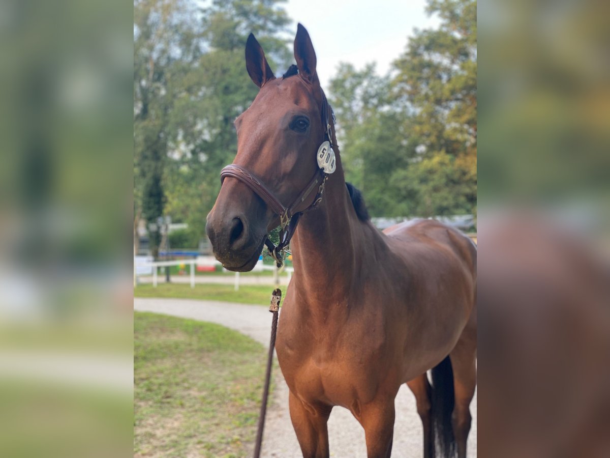 Irish Sport Horse Stute 11 Jahre 172 cm Brauner in Bourbonne les bains