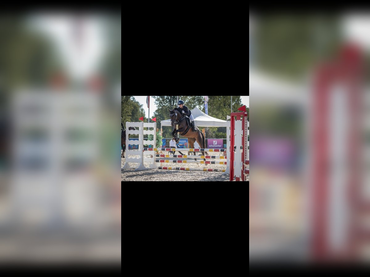 Irish Sport Horse Stute 12 Jahre 158 cm Brauner in Hirschaid