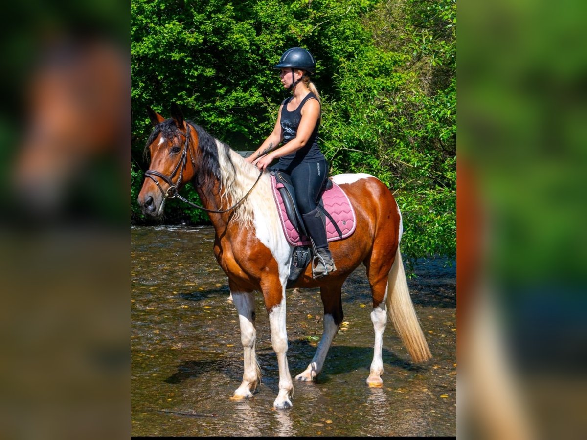 Irish Sport Horse Mix Stute 12 Jahre 163 cm Schecke in Wei&#xDF;enthurm