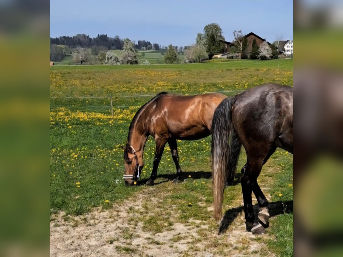 Irish Sport Horse Stute 13 Jahre 150 cm in Weinfelden