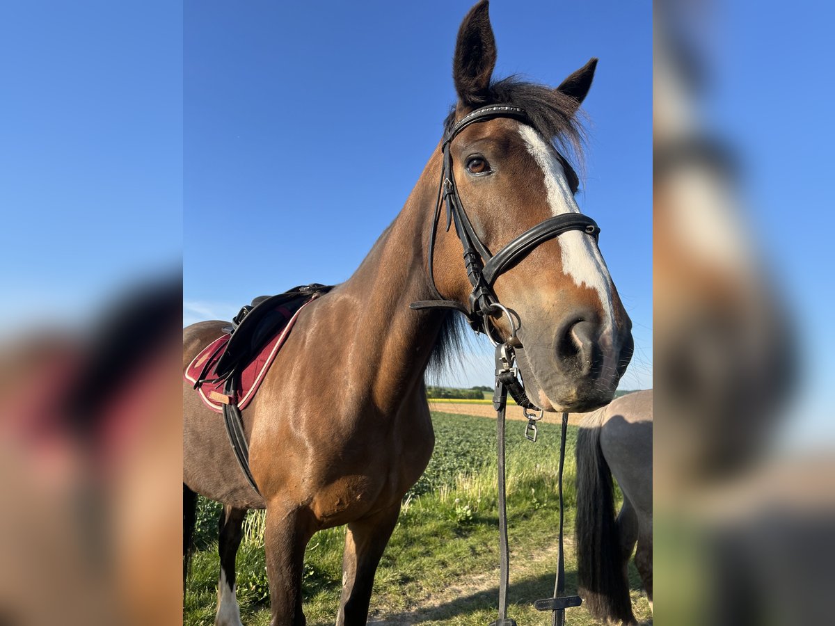 Irish Sport Horse Stute 13 Jahre 160 cm in Ebsdorfergrund