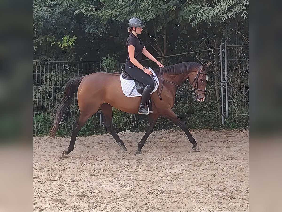 Irish Sport Horse Stute 13 Jahre 162 cm Brauner in Lage Irish Sport Horse Stute 13 Jahre 162 cm Brauner in Lage
