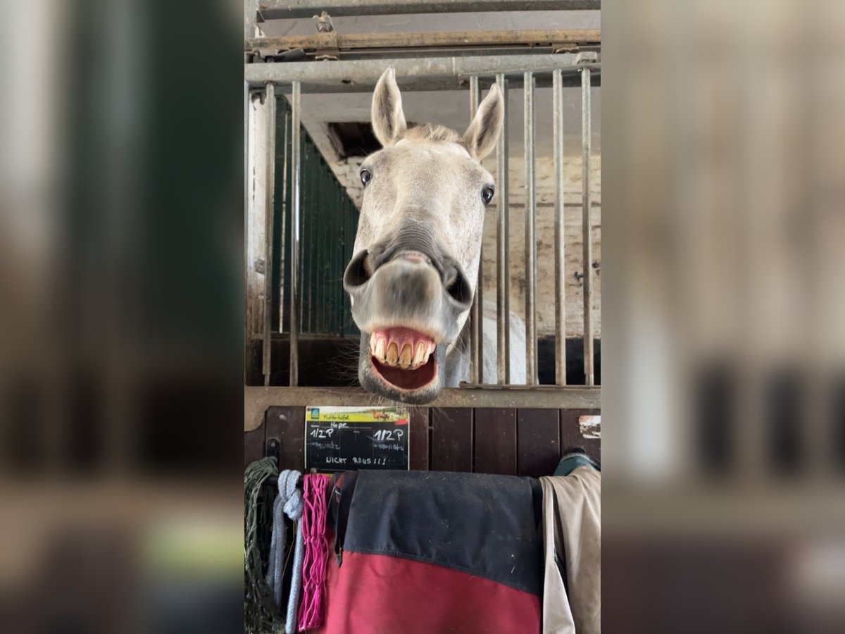 Irish Sport Horse Stute 13 Jahre 164 cm Fliegenschimmel in Duisburg