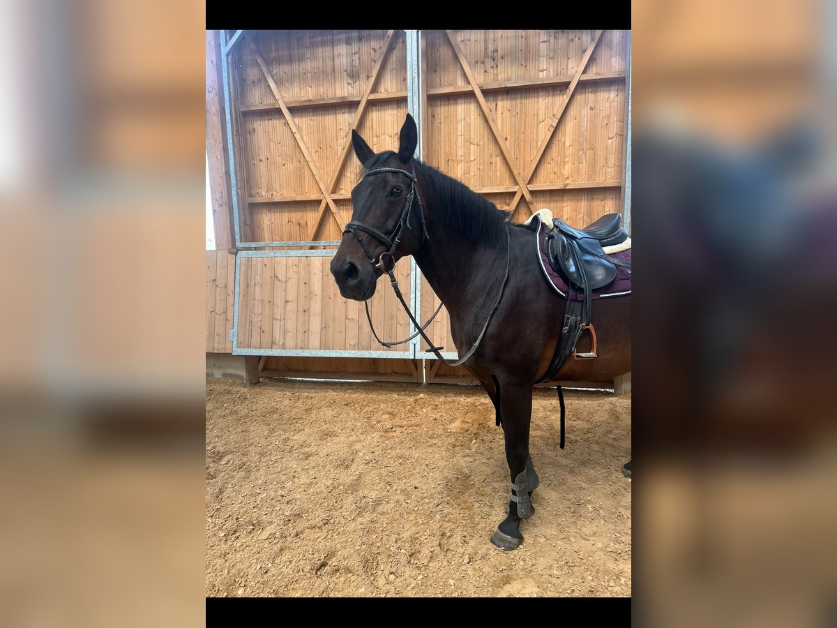 Irish Sport Horse Stute 13 Jahre 165 cm Brauner in Sachsen