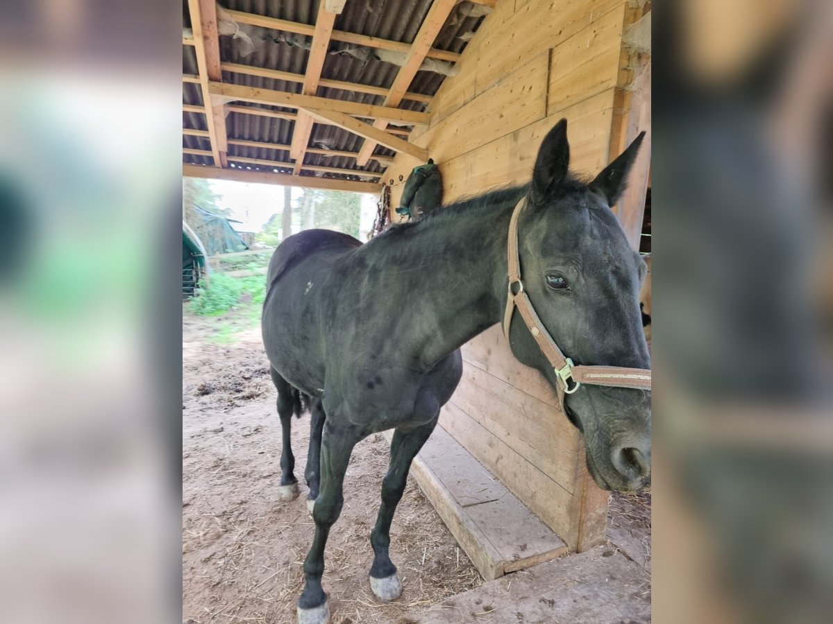 Irish Sport Horse Mix Stute 13 Jahre 168 cm Rappe in Eltville am Rhein