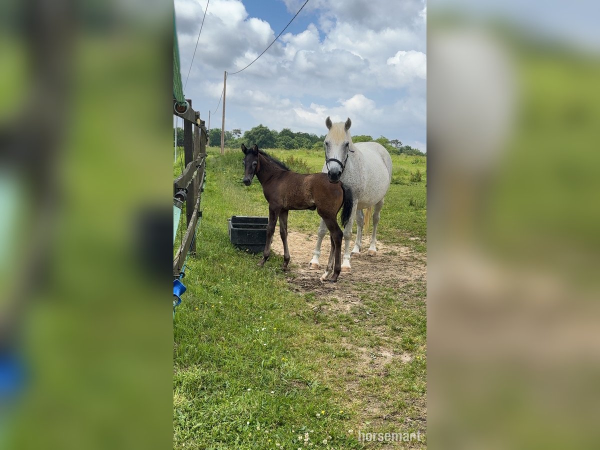 Irish Sport Horse Stute 13 Jahre Schimmel in Monguilhem