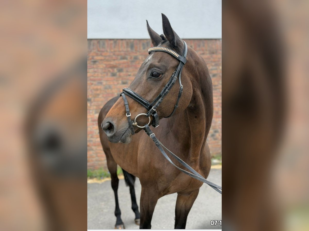 Irish Sport Horse Stute 14 Jahre 158 cm Brauner in Lage Irish Sport Horse Stute 14 Jahre 158 cm Brauner in Lage