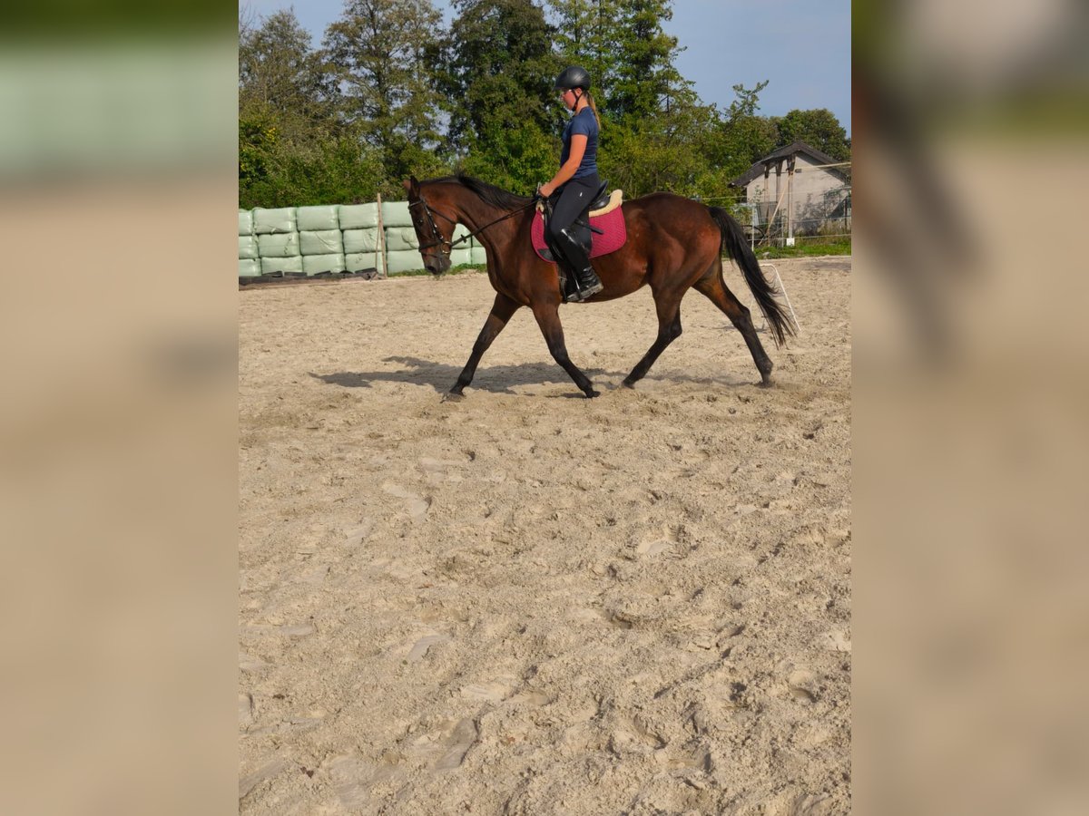 Irish Sport Horse Stute 14 Jahre 164 cm Brauner in Rietberg
